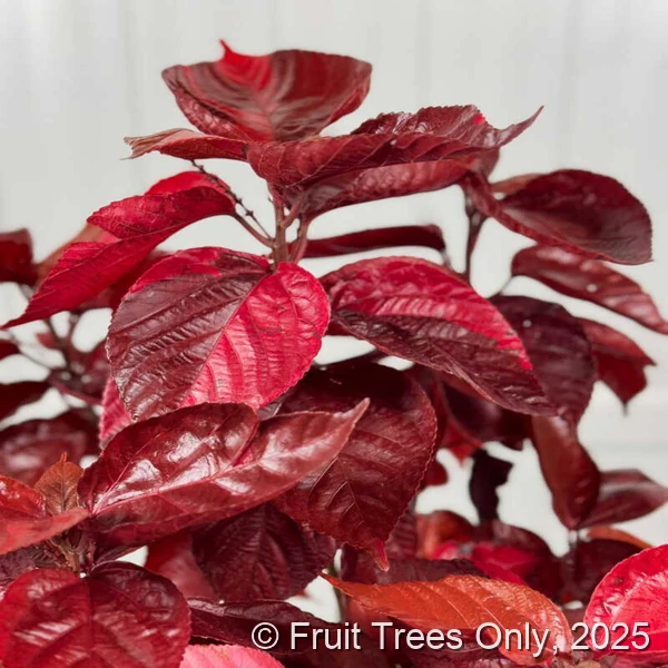Acalypha - Louisiana Red