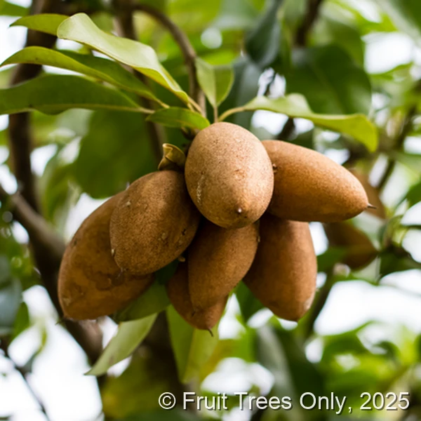 Alano Sapodilla