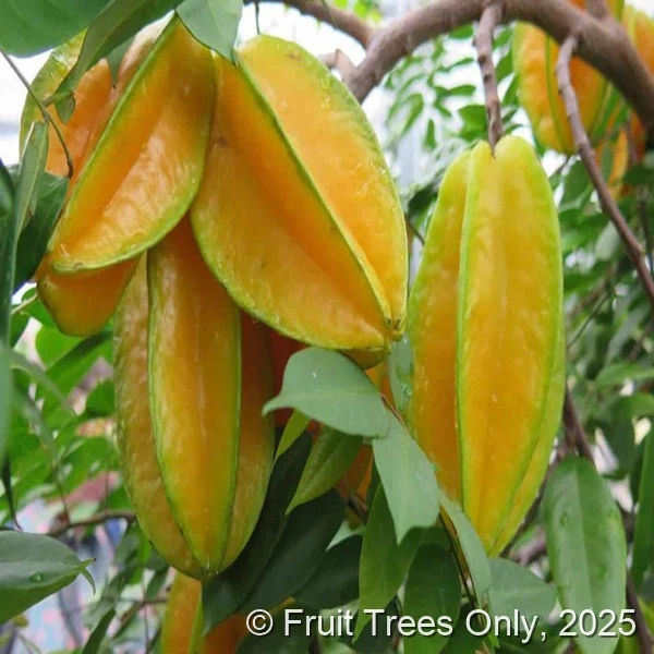 Arkins Carambola