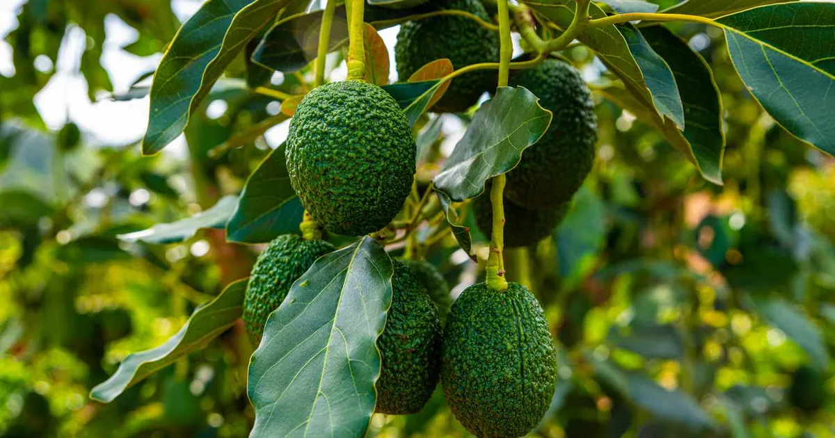 Fruit Trees Only Avocado Tree Banner