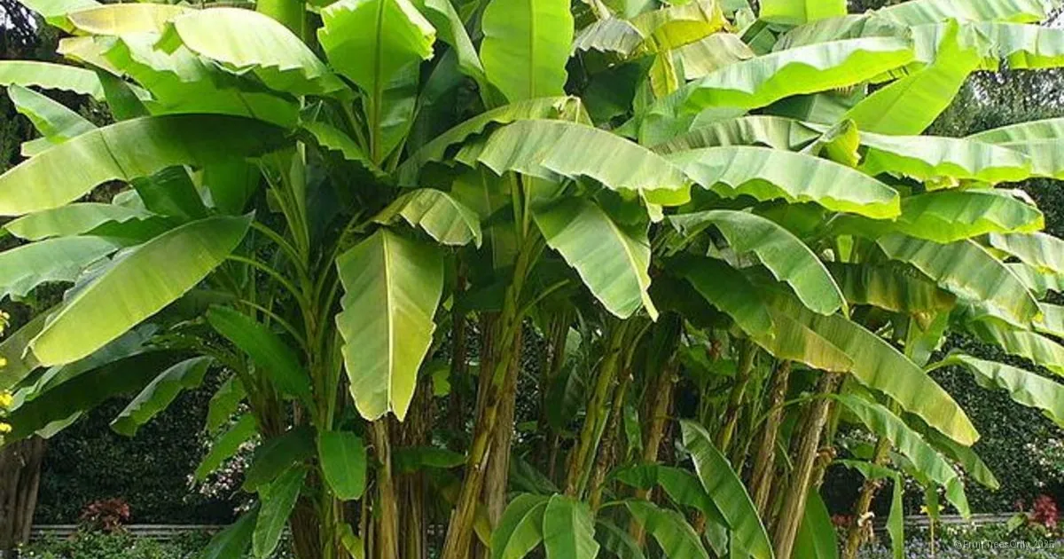banana tree banner