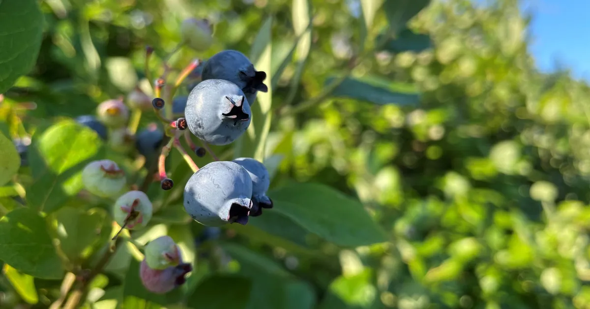 Fruit Trees Only Berry Banner