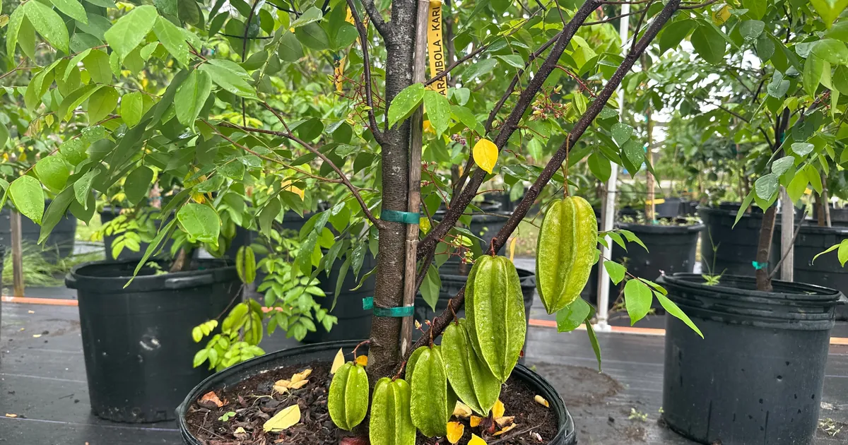 Fruit Trees Only Carambola Trees for Sale in St Augustine.