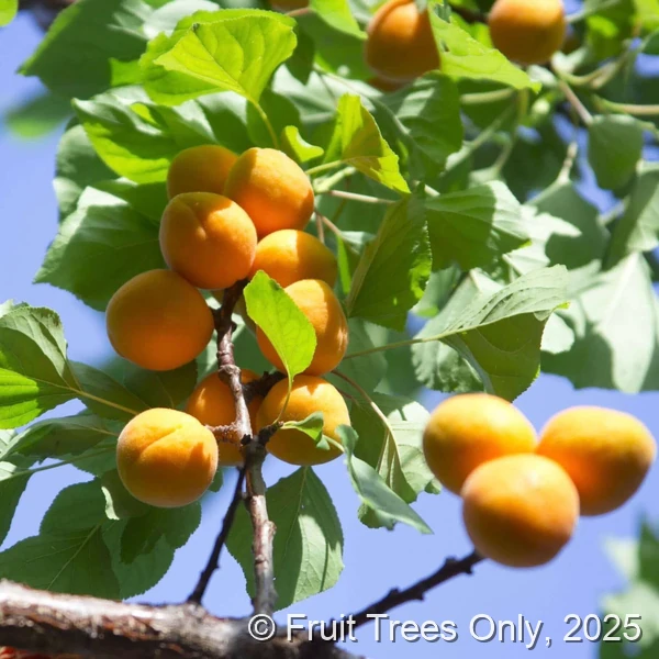 Blenheim Apricot