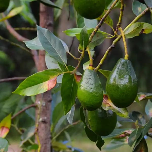 nishikawa avocado in 5 gallon pots