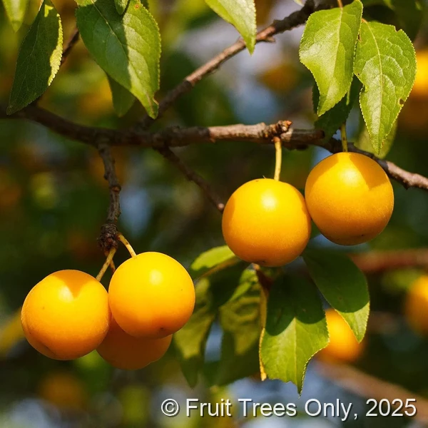 Byron Plum
