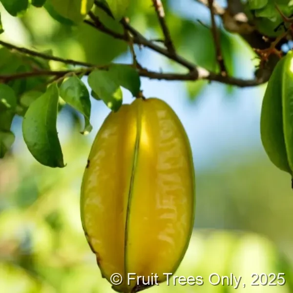 Carambola / Star Fruit Trees for sale at Fruit Trees Only
