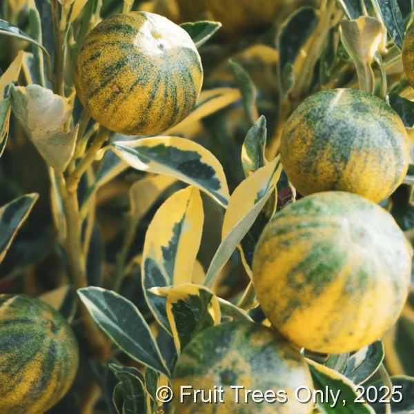 Centennial Variegated Kumquat