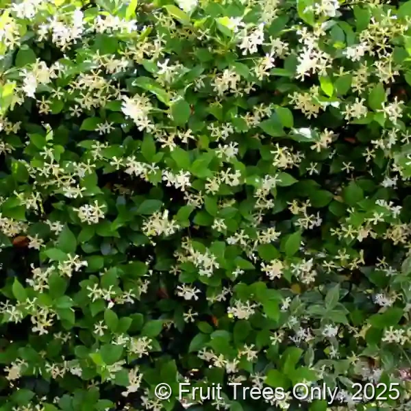 Confederate Jasmine (Trellis)