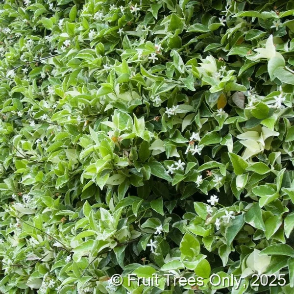 Confederate Jasmine (Variegated)
