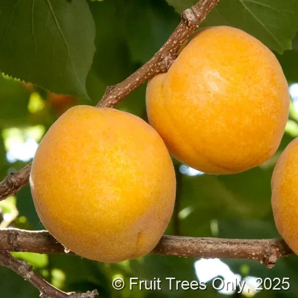 Double Delight Apricot
