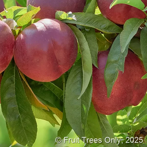 Double Delight Nectarine