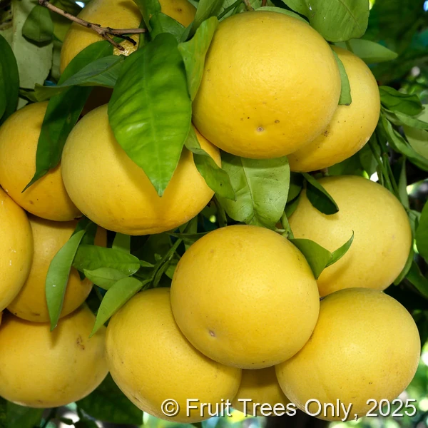 Duncan Grapefruit