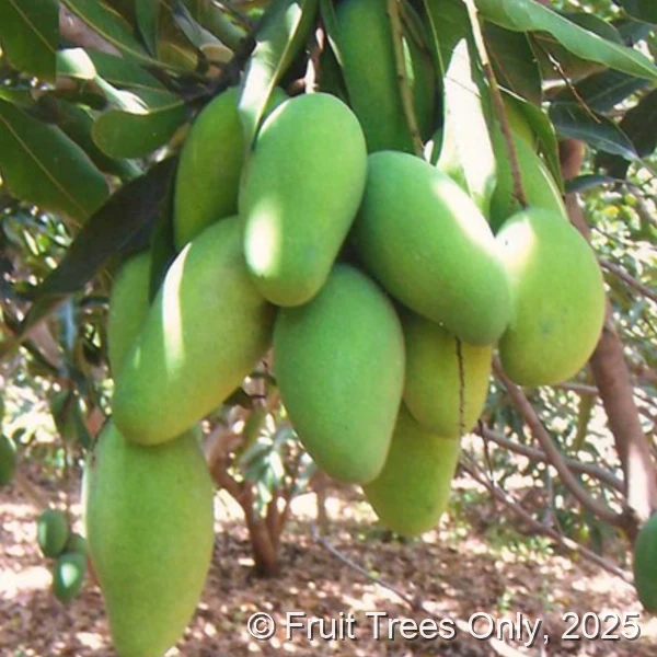 Dusari Mango