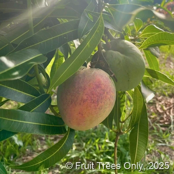 Dwarf Hawaiian Mango