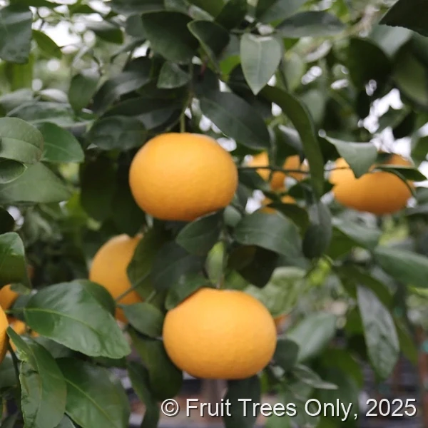 Fallglo Tangerine