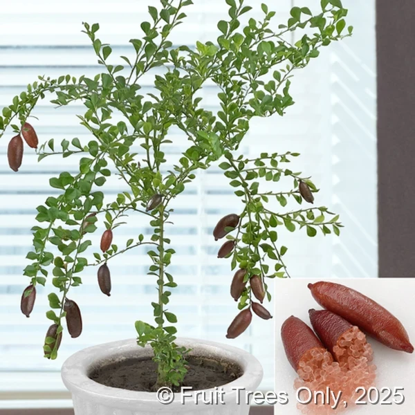 Finger Lime (Red)
