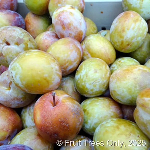 Flavor Grande Plumcot