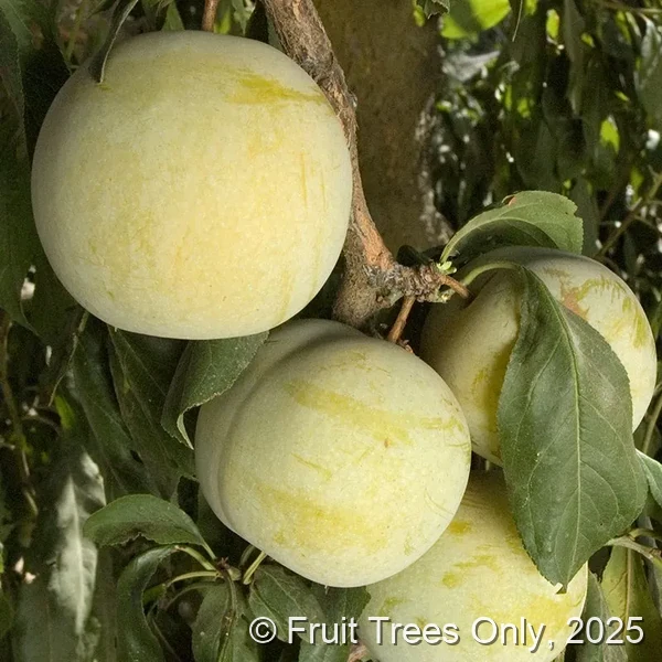 Flavor Queen Plumcot