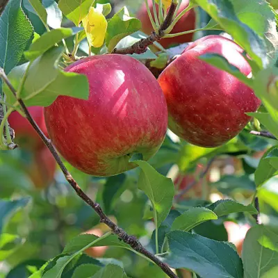 gala apple in 5 gallon pots