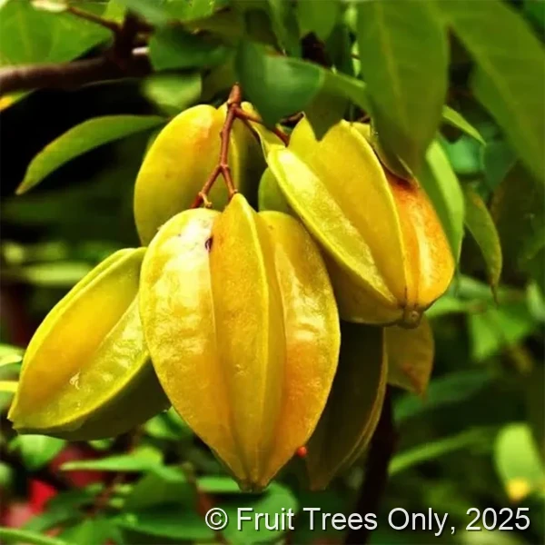 Fwang Tung Carambola