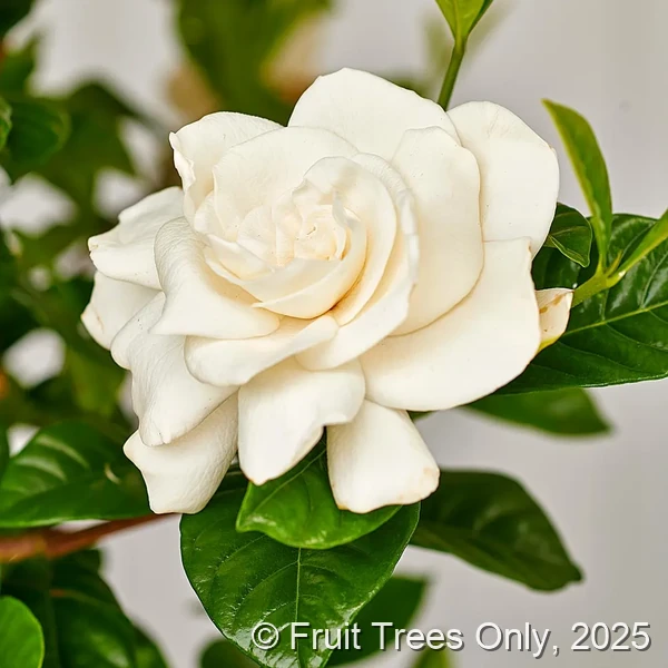 Gardenia ‘Aimee’