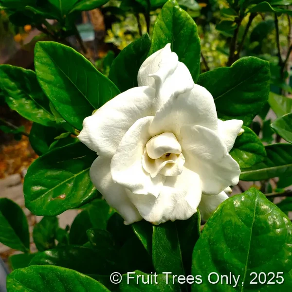 Gardenia ‘Miami Supreme’