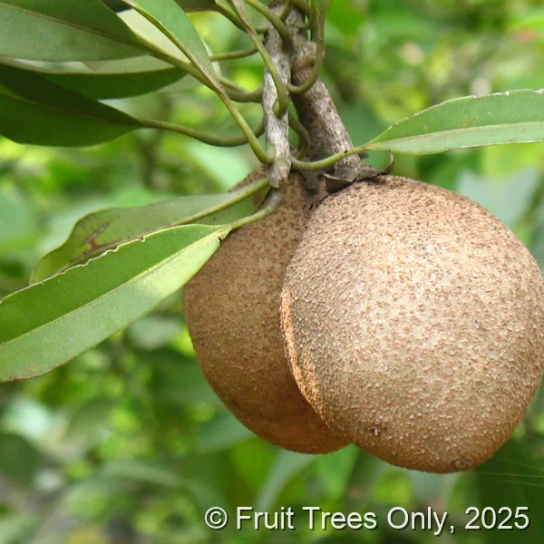 Gigantia Sapodilla