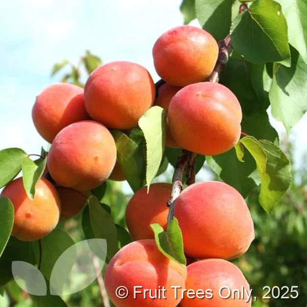 Goldcot Apricot