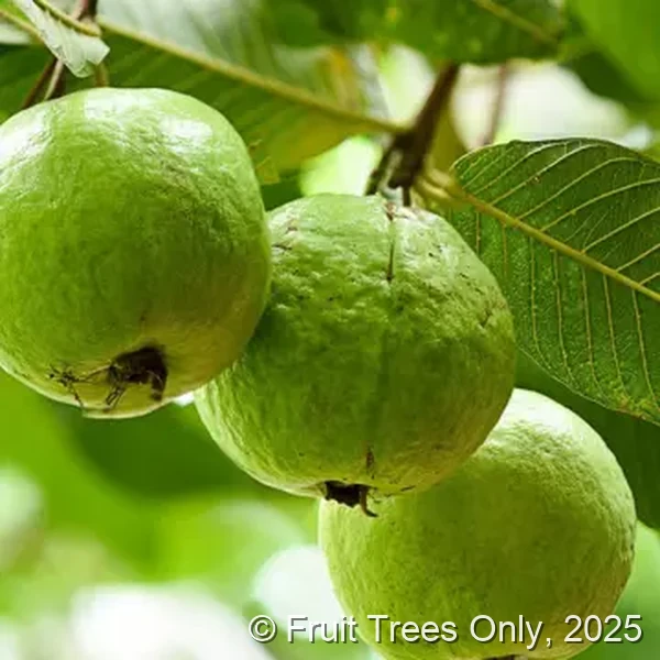 Pink Guava