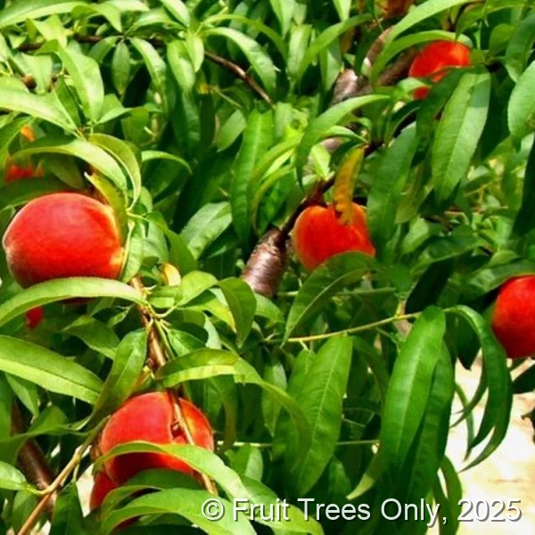 Gulfking Peach