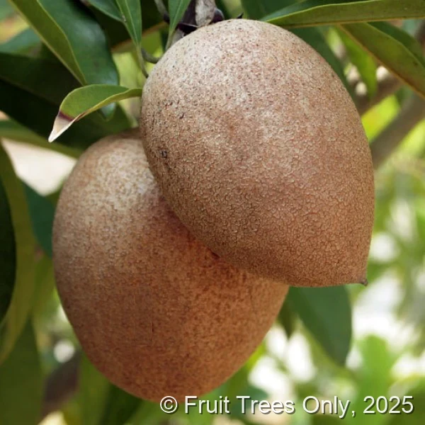 Hasya Sapodilla