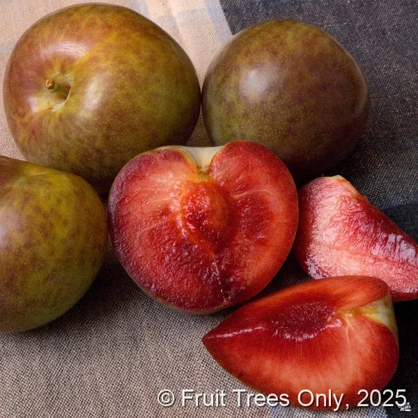 Interspecific Plumcot