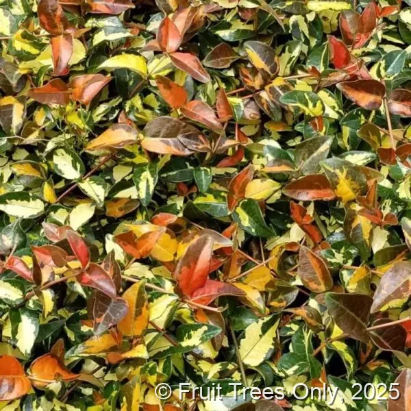 Jasmine Minima ‘Sunset’