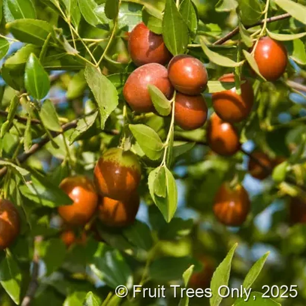 GA-866 Jujube
