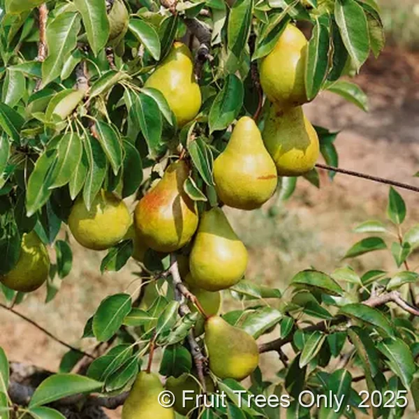 Pear Tree