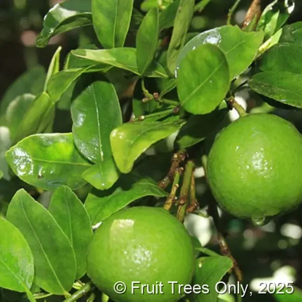 Key Limequat