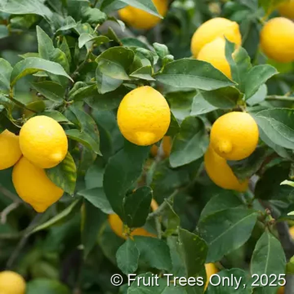 Eureka Lemon