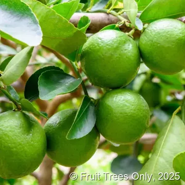 Persian Lime