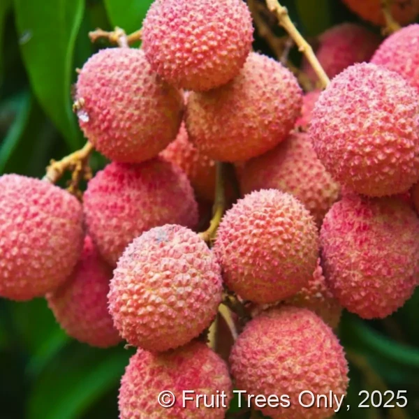 Lychee Tree