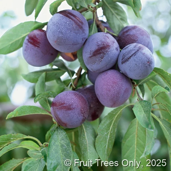 Methley Plum