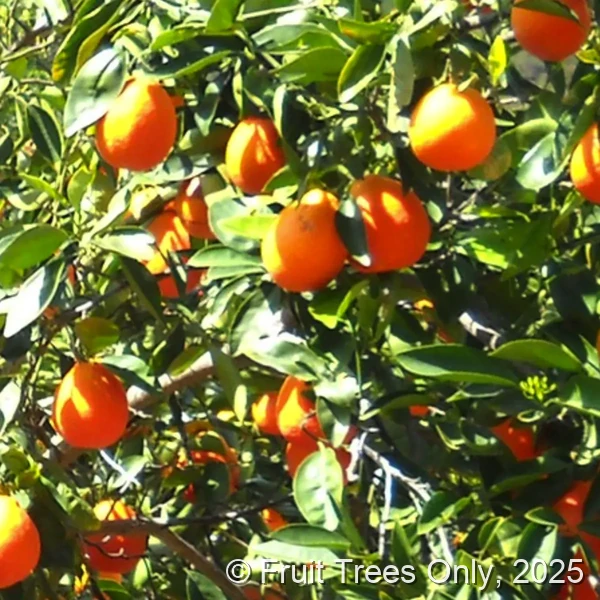 Minneola Tangelo