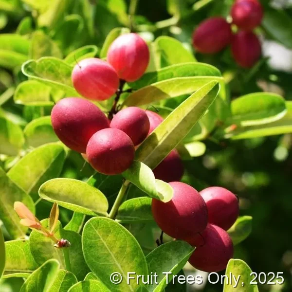 Miracle Berry