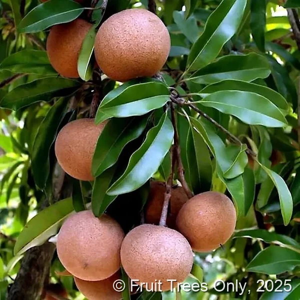 Molix Sapodilla