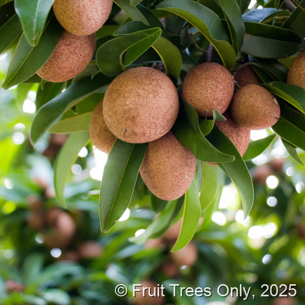 Ox Sapodilla