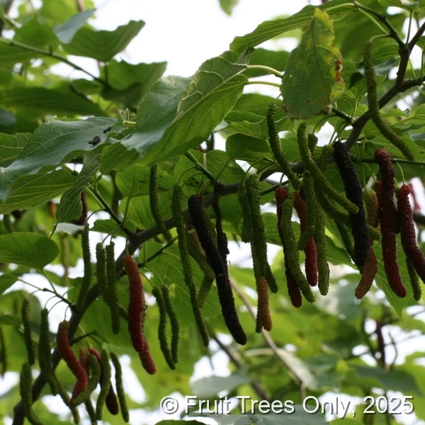 Pakistani Mulberry