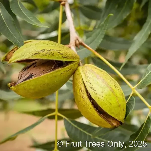 Pecan Tree
