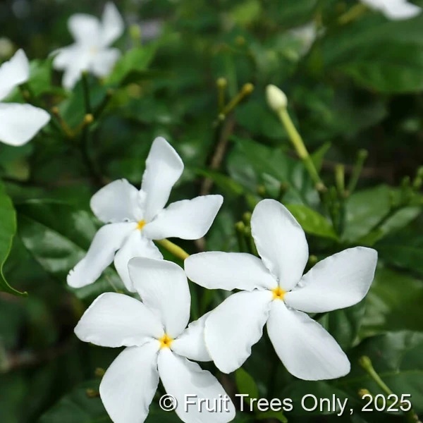 Pinwheel Jasmine