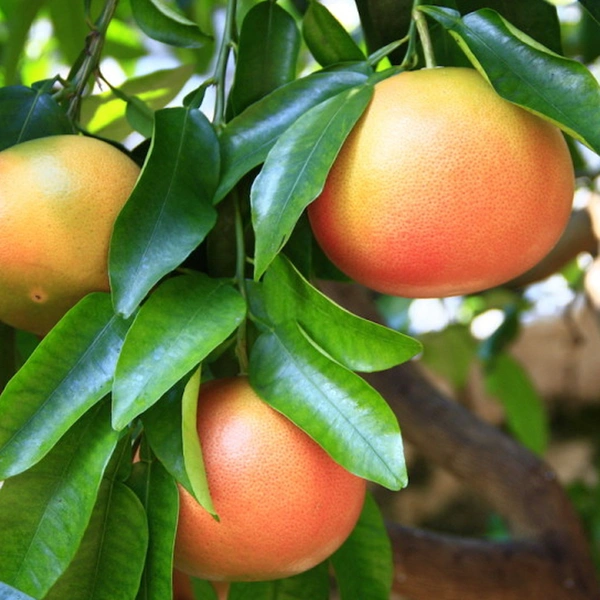 ray ruby grapefruit in 5 gallon pots