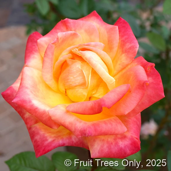 Arizona rose